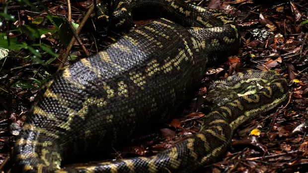 Australischer Felsenpython mit großer Beute im Magen.