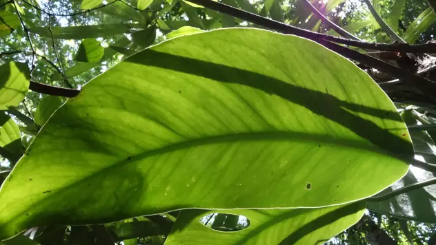 Ein Pflanzenblatt in der Sonne und in Großaufnahme. Pflanzen haben eine besondere Fähigkeit: Sie können aus Sonne, Wasser und Zucker Energie herstellen. Wie das Blatt auf diesem Bild. Es nimmt das Sonnenlicht auf und verwandelt es in reine Energie, um damit dann zu wachsen 