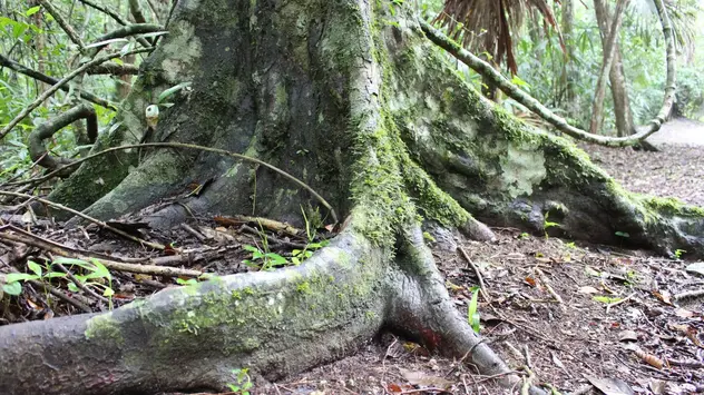 Das Bild zeigt eine Brettwurzel in einem tropischen Wald. 