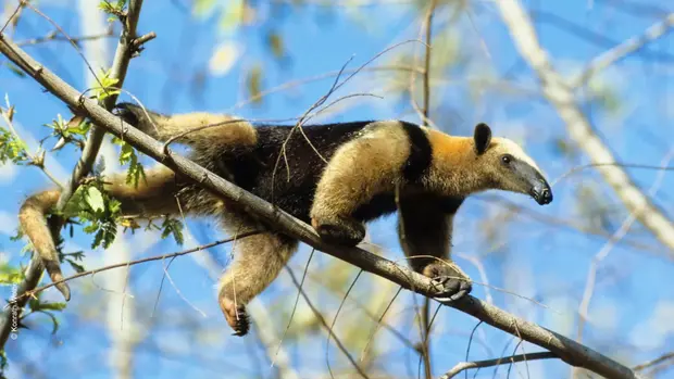 Ein Südlicher Tamandua- Art des Ameisenbärs- läuft auf einem Ast.