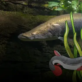 Ein Arapaima schwimmt durch die Flüsse des Regenwaldes - als Comic-Stil hinzugefügt - ein Rotflossen-Antennenwels und Pflanzen. 