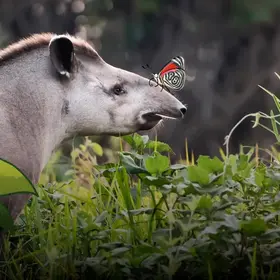 Der Tapir hat einen kleinen Rüssel und eine Mähne, wie ein Pferd - im Comic Stil hinzugefügt -auf seiner Nase sitzt ein Schmetterling.