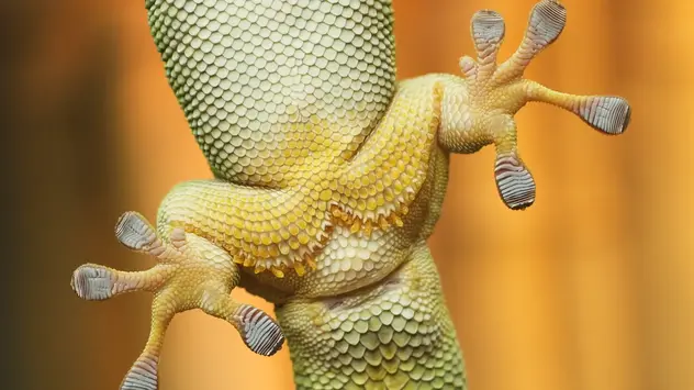 Das Bild zeigt einen Gecko von der Unterseite, sodass mam seine Fußsohlen sehen kann.