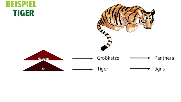 Auf dem Bild siehst du die zwei untersten Schritte des taxonomischen Systems. Sie bilden den Namen des Tieres. Im Falle des Tigers ist das Panthera tigris. 