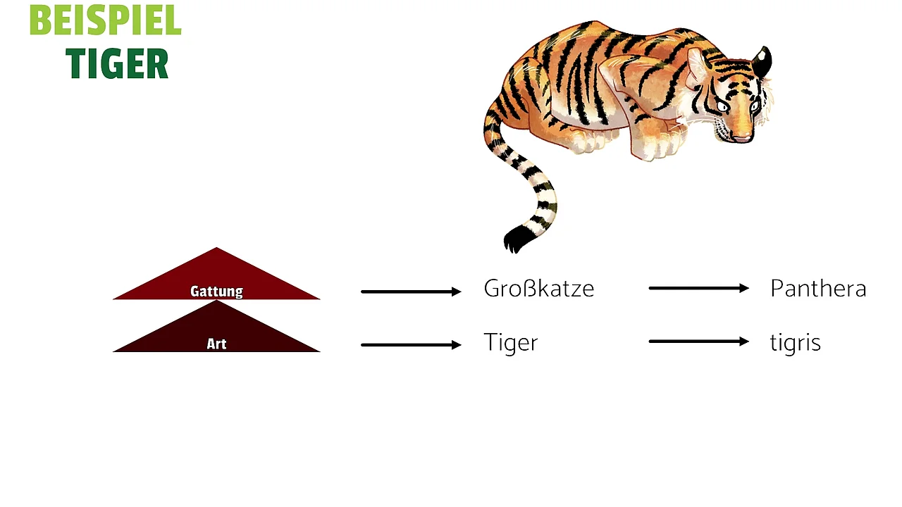 Auf dem Bild siehst du die zwei untersten Schritte des taxonomischen Systems. Sie bilden den Namen des Tieres. Im Falle des Tigers ist das Panthera tigris. 