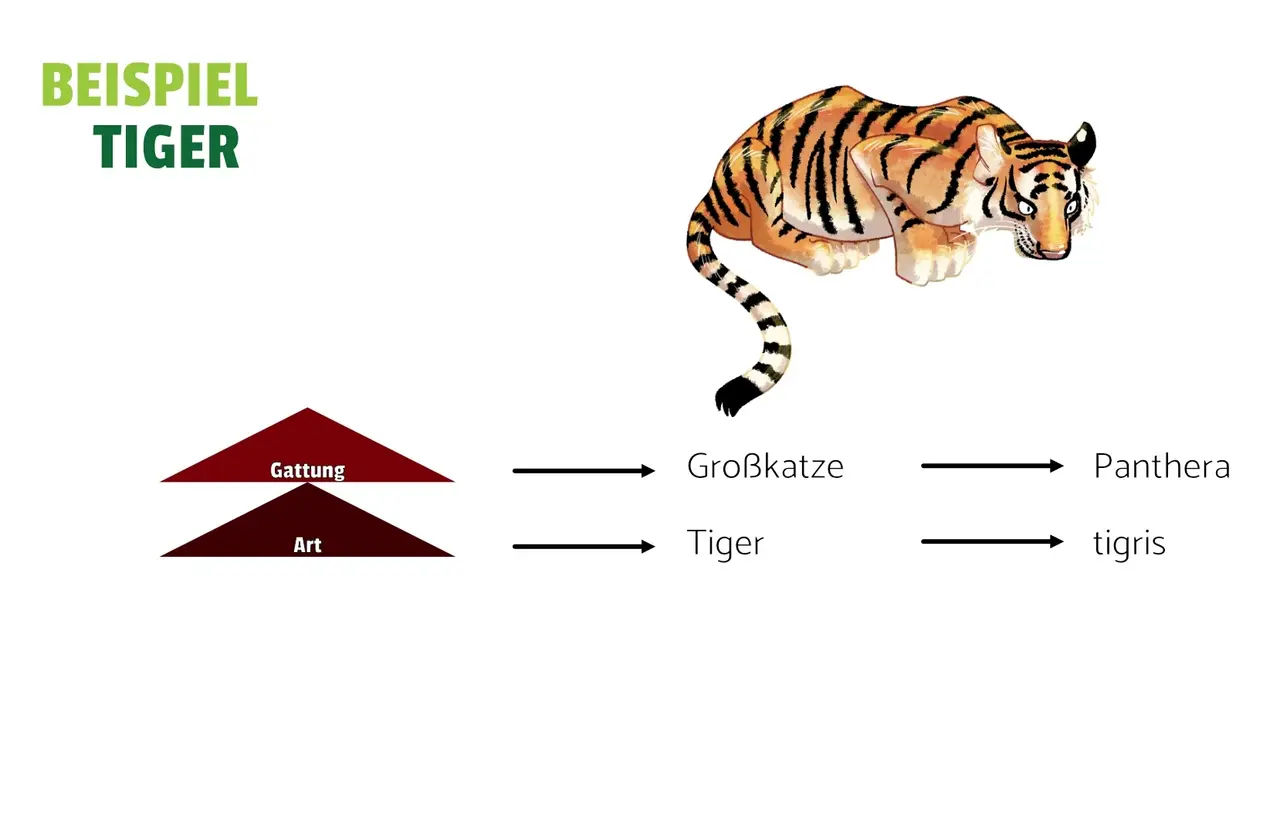 Auf dem Bild siehst du die zwei untersten Schritte des taxonomischen Systems. Sie bilden den Namen des Tieres. Im Falle des Tigers ist das Panthera tigris. 