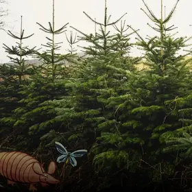 Tannenbäume in einer Plantage - im Comic Stil hinzugefügt - ein Gürteltier, Schmetterling und Maki.