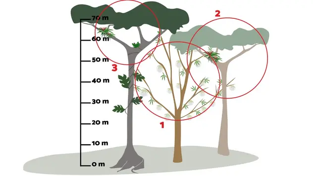 Die Überständer überragen alle anderen Bäume im Wald. 