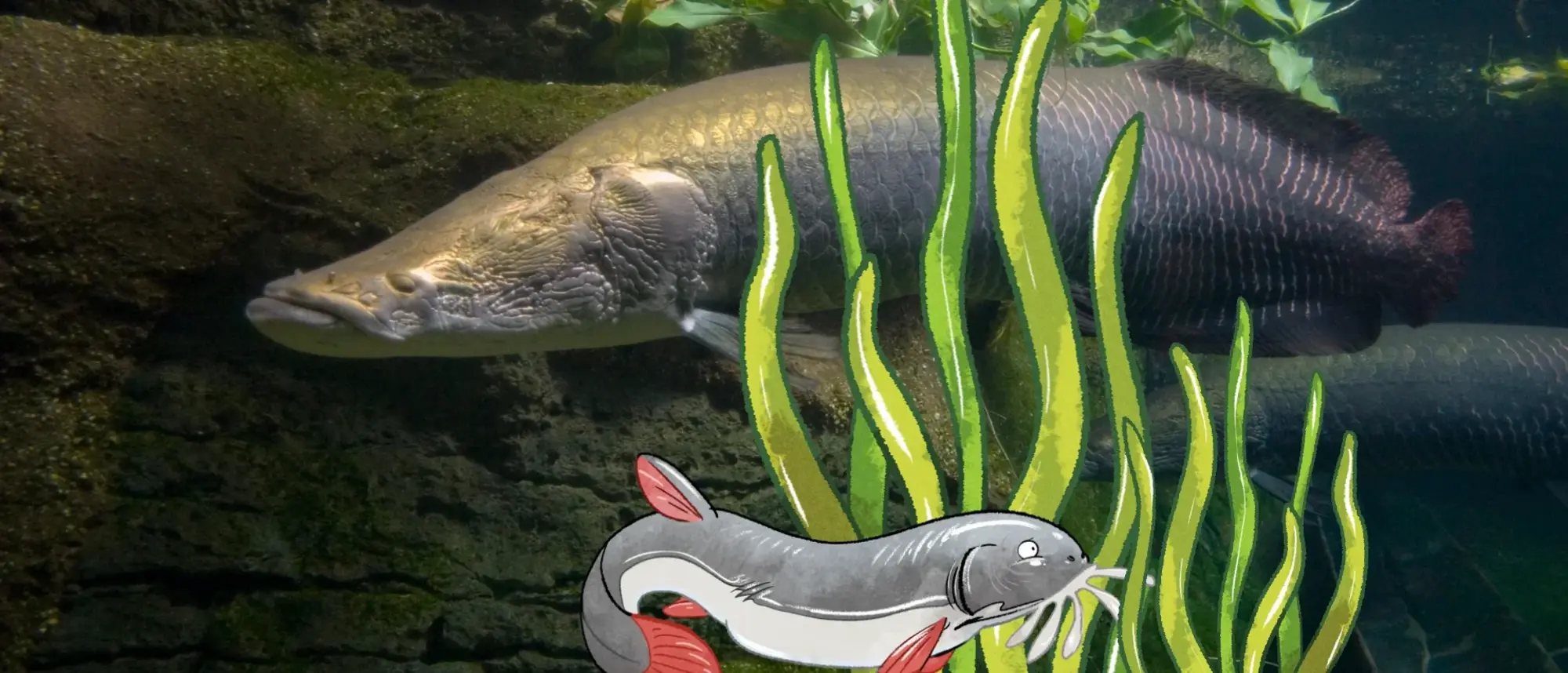 Ein Arapaima schwimmt durch die Flüsse des Regenwaldes - als Comic-Stil hinzugefügt - ein Rotflossen-Antennenwels und Pflanzen. 