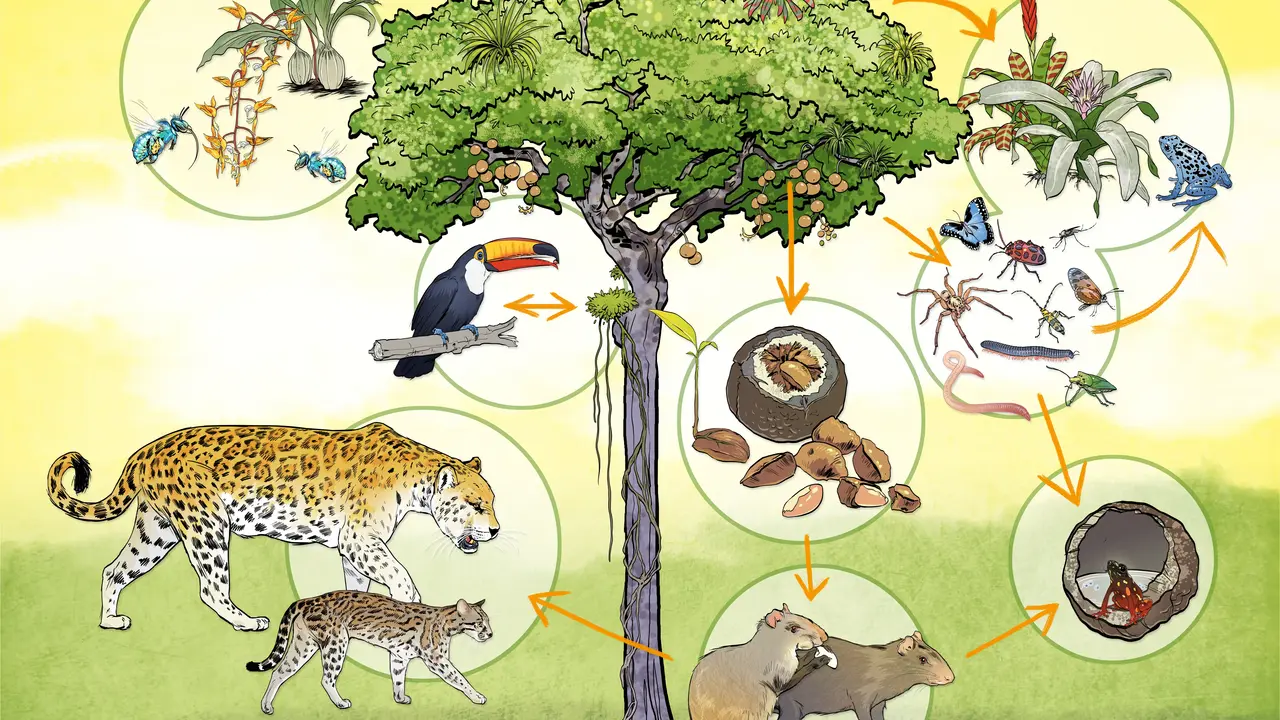 Gezeichnetes Schaubild des Paranussbaumes und seiner Bewohner. 