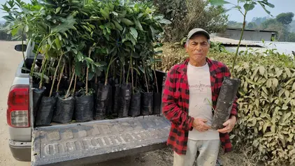 Projektmitarbeiter im OroVerde-Projekt WasserWald pflanzt junge Avocadosetzlinge ein.