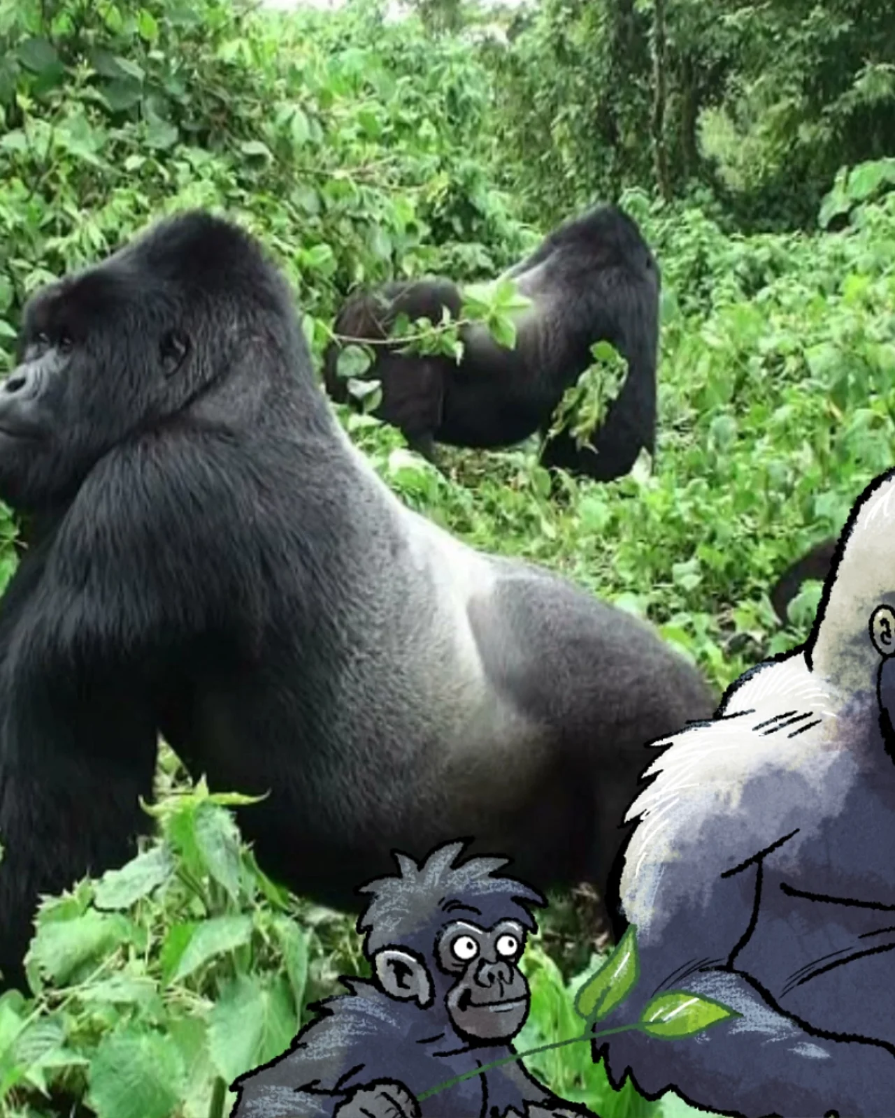Zwei Silberrücken im Knöchelgang im grünen Dickicht - im Comic-Stil hinzugefügt - eine Gorilla-Familie. 