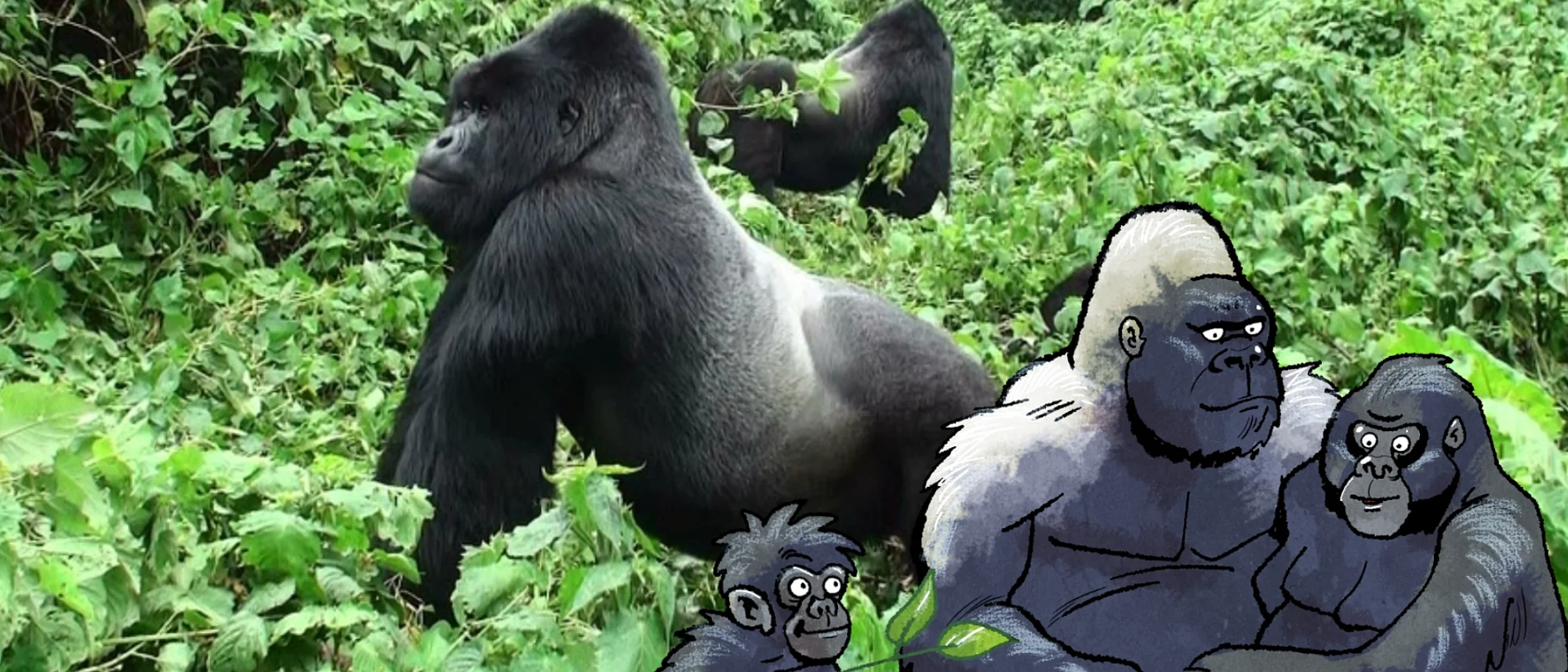 Zwei Silberrücken im Knöchelgang im grünen Dickicht - im Comic-Stil hinzugefügt - eine Gorilla-Familie. 