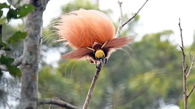 Ein Paradiesvogelmännchen tanzt und breitet dabei seine Flügel aus. ©RichLindie via iStock