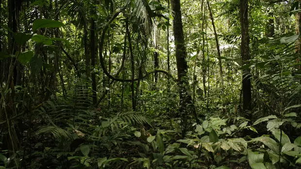 Große Bäume, kleine Büsche: In den Stockwerken im Regenwald kommen verschiedene Pflanzen- und Tierarten vor.