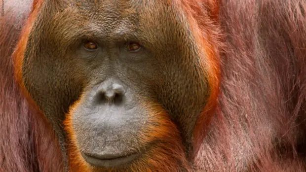 Nur das Gesicht eines männlichen Orang Utans