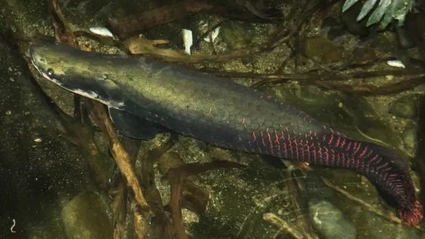 Ein Arapaima, der in sehr flachem Gewässer schwimmt.