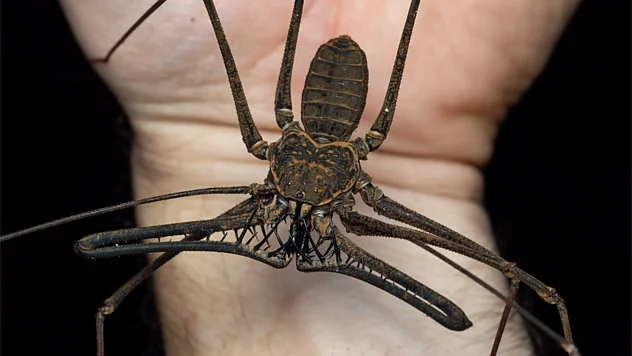 Eine Spinne mit langen Beinen sitzt auf der Hand eines Forschers.