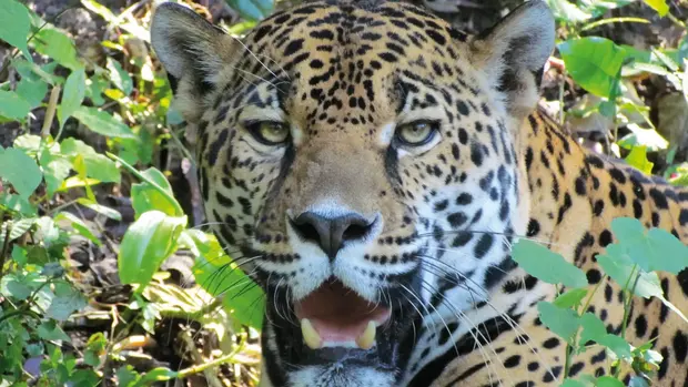 Ein Jaguarkopf aufgenommen in der Natur.