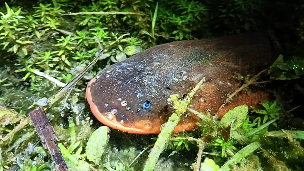 Ein gräulicher Zitteraal mit rötlicher Unterseite liegt versteckt zwischen Wasserpflanzen. Nur der Kopf schaut raus, sodass man gut das breite Maul erkennen kann.