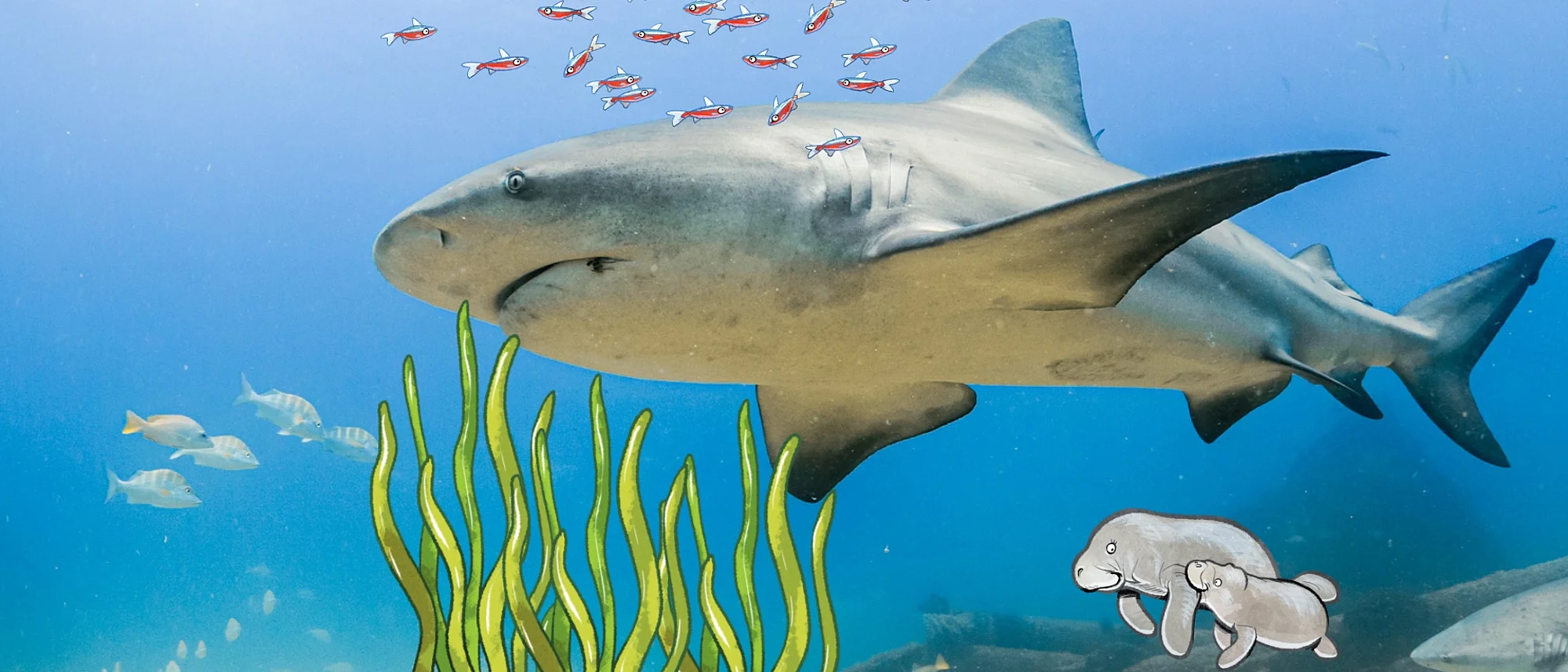 Ein Bullenhai schwimmt zwischen Comic-Guppys und Manatis umher