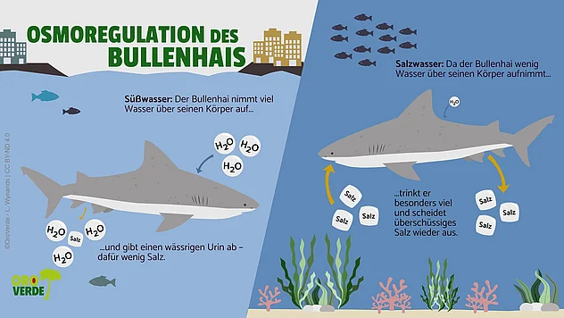 Die Osmoregulation vom Hai wird durch ein vergleichendes Bild erklärt. Auf der linken Seite ist ein Hai abgebildet, der im Süßwasser schwimmt, viel Wasser aufnimmt und deswegen einen wässrigen Urin abgibt. Auf der rechten Seite schwimmt der Bullenhai im Salzwasser, nimmt deswegen wenig Wasser über seine Haut auf, aber viel Salz durch das Trinken von Salzwasser. Deswegen scheidet er mehr Salz wieder aus.