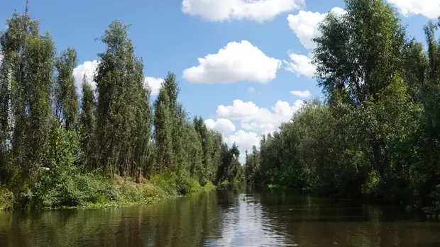 Bild des Flusses Xochimilco, umgeben von Wald.