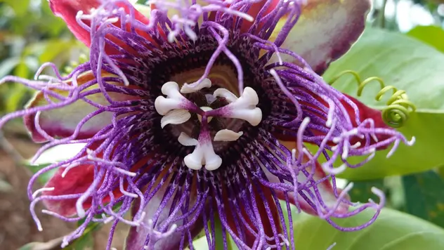 Bild einer Lilafarbenden Blüte. Die Passionsblume ist eine Heilpflanze ursprünglich aus den Regenwäldern Südamerikas. Es gibt 530 Arten der Passiflora (so lautet ihr botanischer Name). Wir finden sie vor allem in Medikamenten, die gegen Schlafstörungen und zur Beruhigung eingesetzt werden.