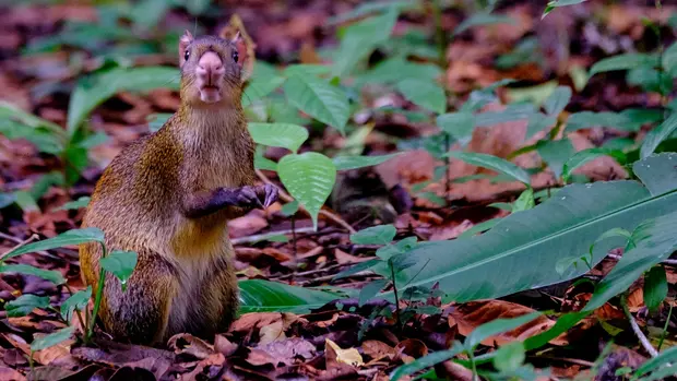 Ein Aguti. Die Größe ist in etwa die eines Hasen, das Aussehen eher, wie das einer Maus.
