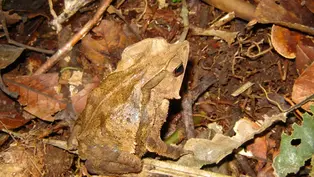 Die braune Kröte ist bestens im welken Laub des Waldbodens getarnt.