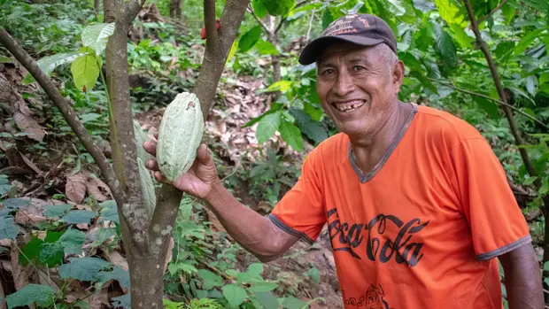 Der Kakaobauer Juan Rax hält auf dem Bild stolz eine große Kakaofrucht in die Kamera, die in seinem Waldgarten in Sierra de las Minas in Guatemala gewachsen ist.