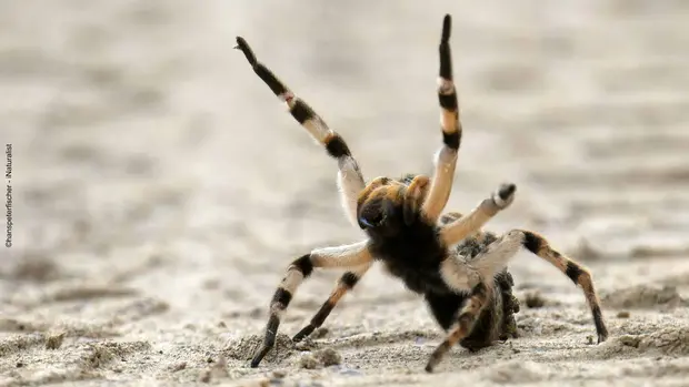 Eine kleinere Vogelspinne mit erhobenen Vorderbeinen.