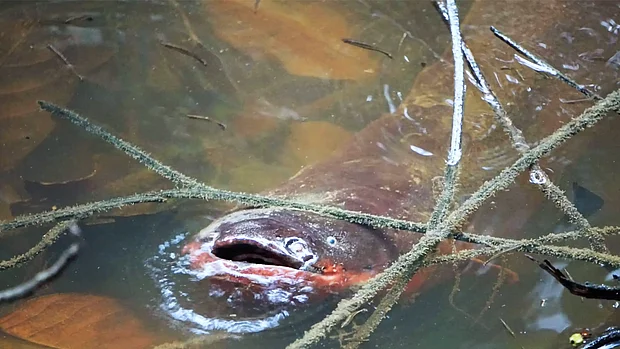Ein Zitteraal mit braun-rötlicher Färbung taucht zwischen zwei ins Wasser gefallenen Zweigen auf zum Luftschnappen. Sein Mund ist geöffnet, es sind keine Zähne zu sehen. Im trüben Wasser um den Zitteraal rum, erkennt man im Wasser liegendes Laub.