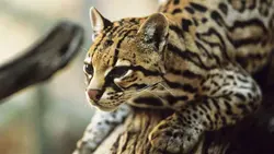 Ein Ozelot liegt auf einem Baumstamm und schaut in die Kamera.