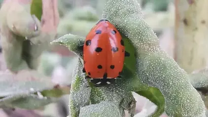 Ein roter Käfer mit schwarzen Punkten, ein Marienkäfer in Nahaufnahme..