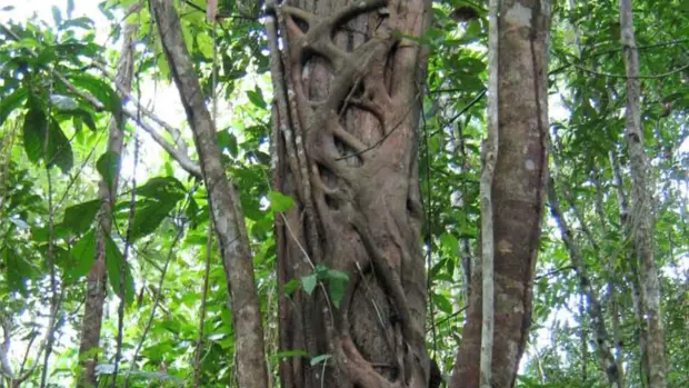 Ein große Pflanze mit dicken Ästen, die um einen Baum herumrankt.