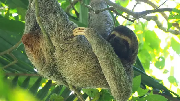 Ein Faultier hängt in einem Baum.