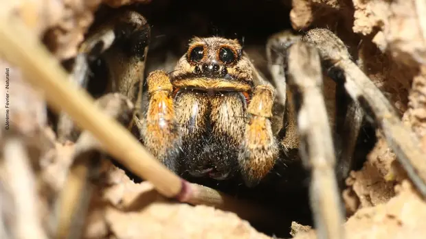 Nahansicht eines Tarantelkopfes mit großen schwarzen Augen.