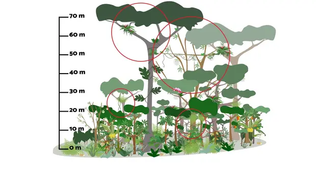 Lianen und Aufsitzerpflanzen bilden einen Übergang zwischen den Stockwerken. Rote Kringel zeigen sie. 