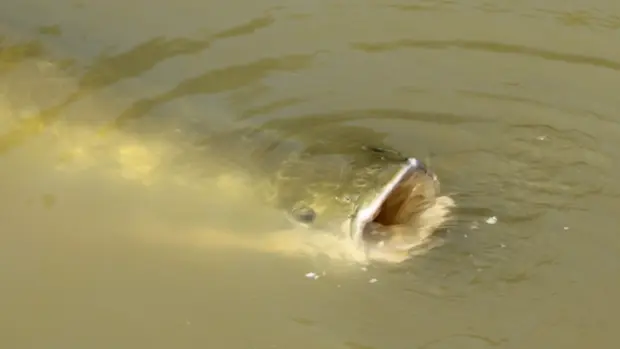 Ein Arapaima schwimmt im Wasser.