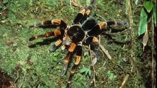 Vogelspinne auf grünem Boden.