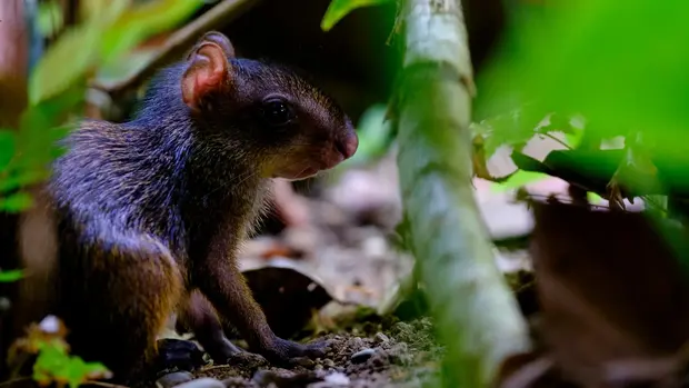 Aguti Jungtier sitzt auf einem Lehmboden unter Blättern.