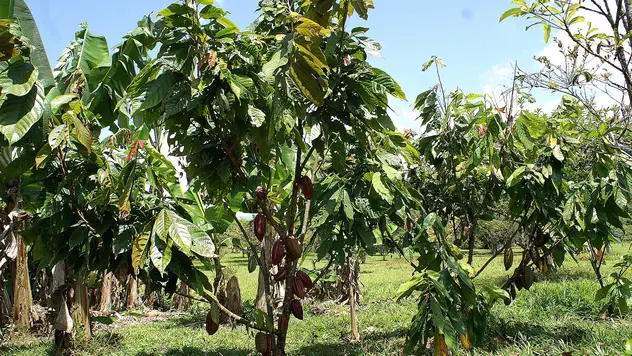 Mehrere Kakaobäume auf einer Wiese.
