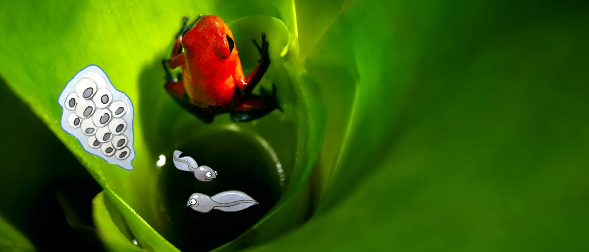 Ein Erbeerfröschchen sitzt in einer Bromelie. In der Mitte der Pflanze steht Wasser. Darin schwimmen gezeichnete Kaulquappen des tropischen Frosches. 