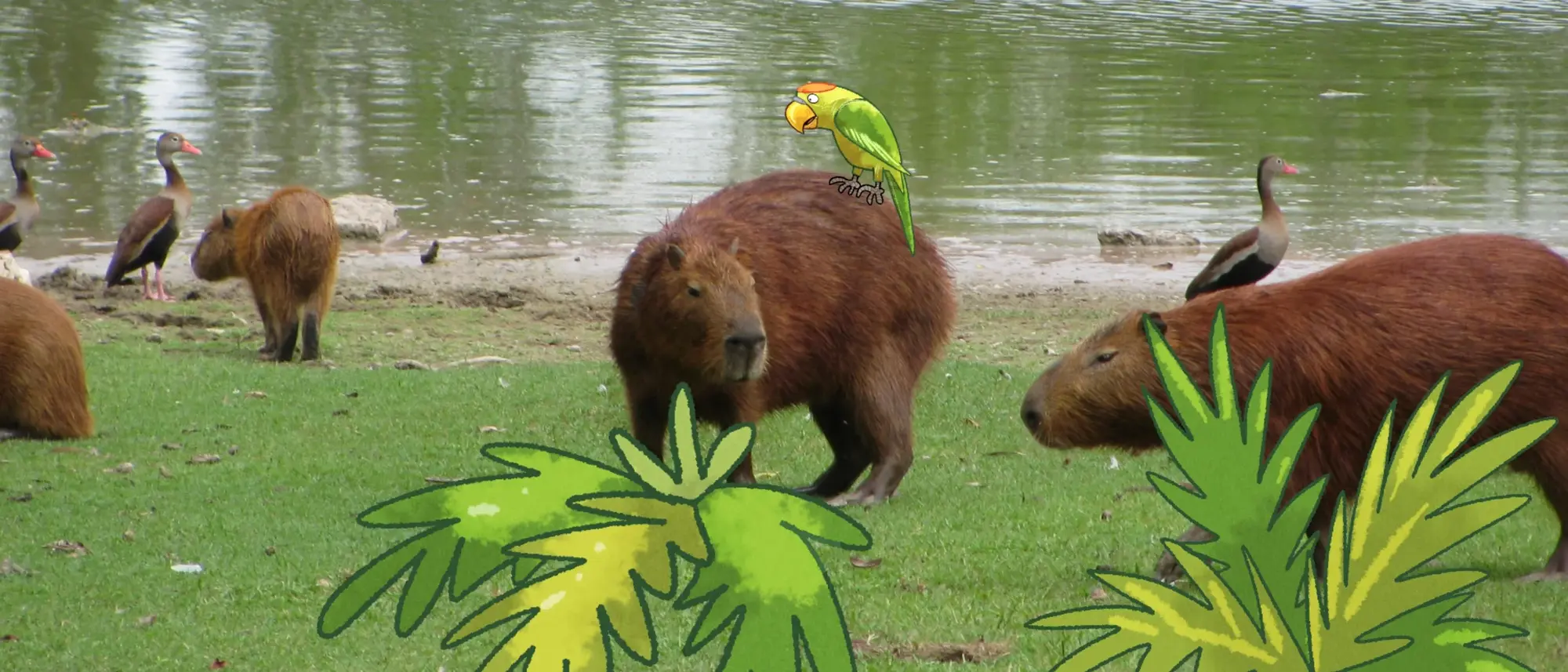 Capybara's am Wasser- im Comic Stil hinzugefügt- grüne Büsche und ein grüner Papagei, der auf dem Rücken eines Capybara's sitzt.