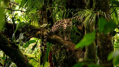 Ein Margay sitzt auf einem großen Ast, im Regenwald von Costa Rica.