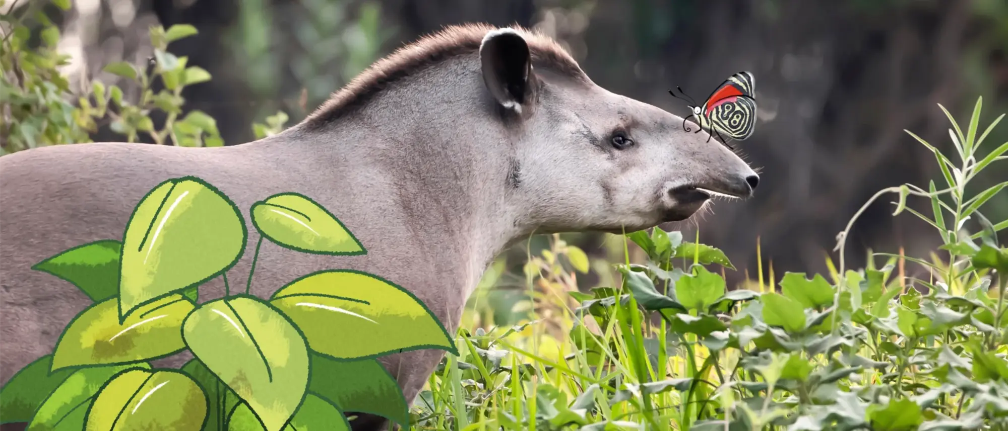 Der Tapir hat einen kleinen Rüssel und eine Mähne, wie ein Pferd - im Comic Stil hinzugefügt -auf seiner Nase sitzt ein Schmetterling.