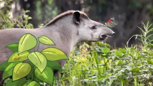 Der Tapir hat einen kleinen Rüssel und eine Mähne, wie ein Pferd - im Comic Stil hinzugefügt -auf seiner Nase sitzt ein Schmetterling.