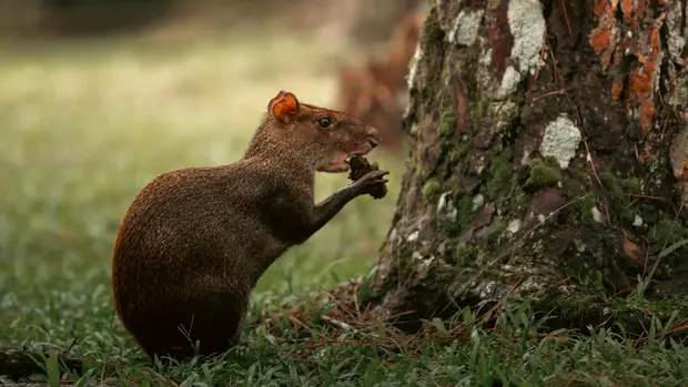 Ein Aguti hält in seinen Pfoten, essend, eine Nuss.