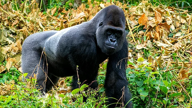 Ein Gorilla mit schwarzem Fell läuft im Knöchelgang durch den Wald und schaut dabei geradeaus in die Kamera.